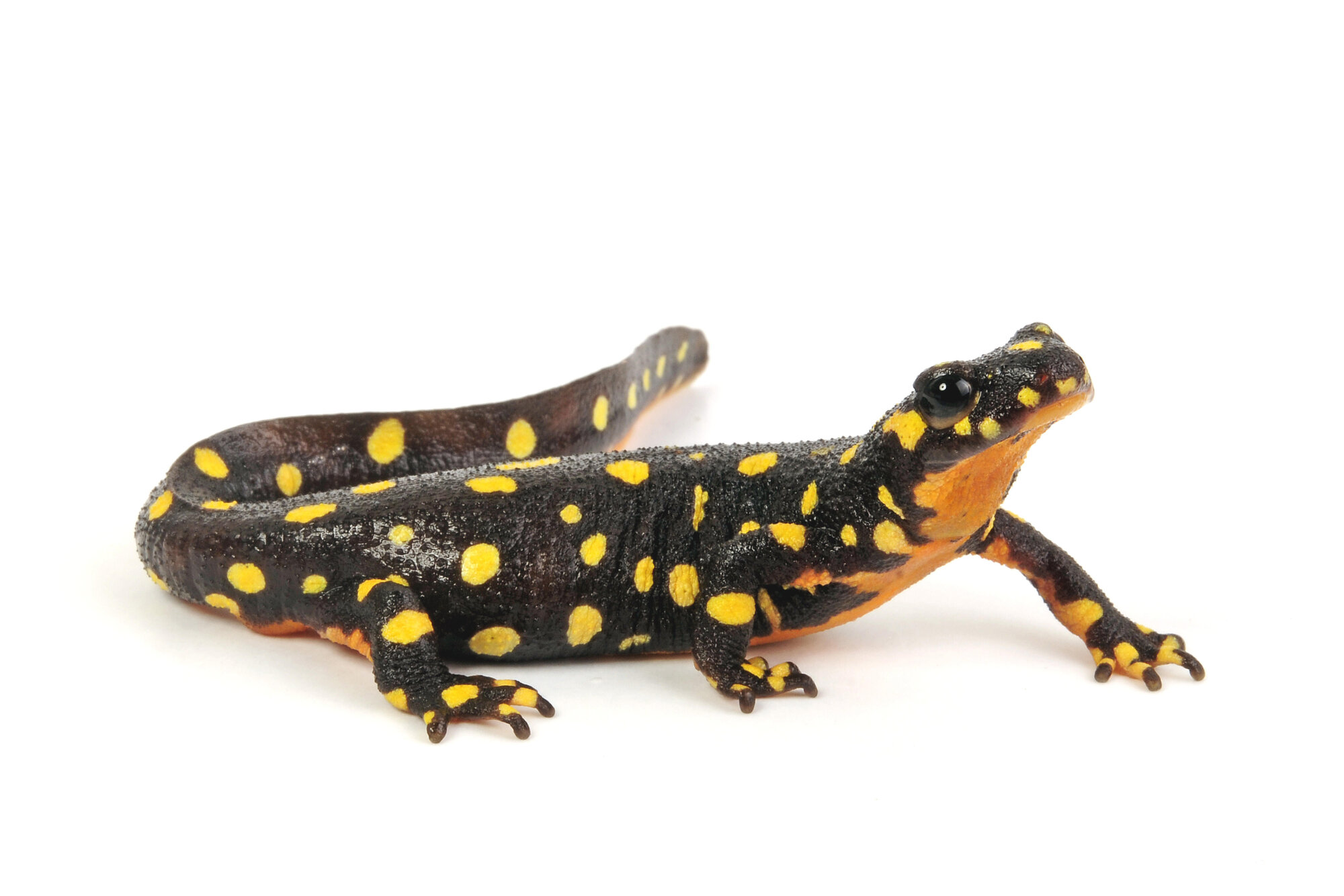 picture alliance / blickwinkel/B. Trapp | B. Trapp picture alliance / blickwinkel/B. Trapp | B. Trapp