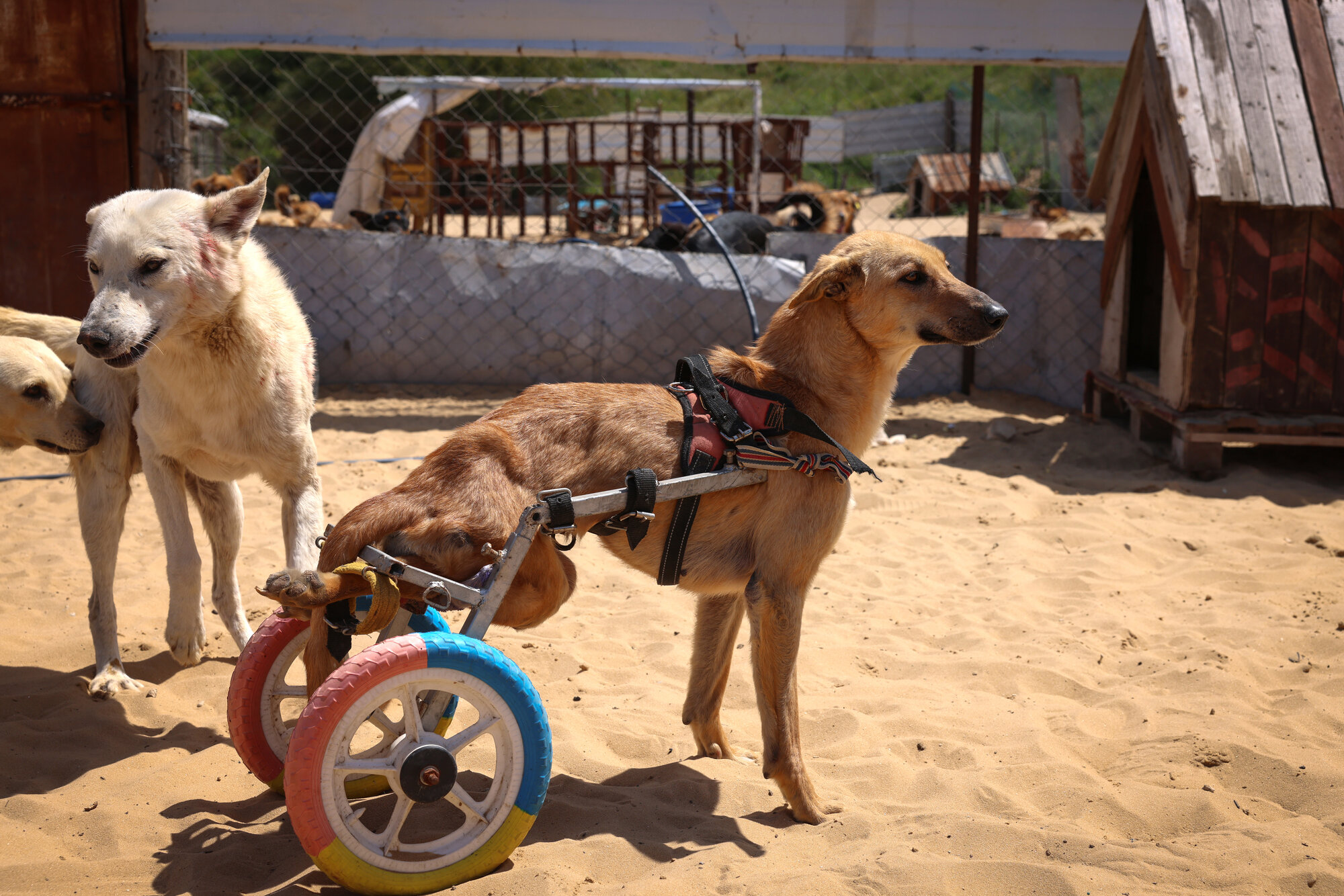 Gaza-_Animal_Shelter-_Anas_Baba_12.jpg