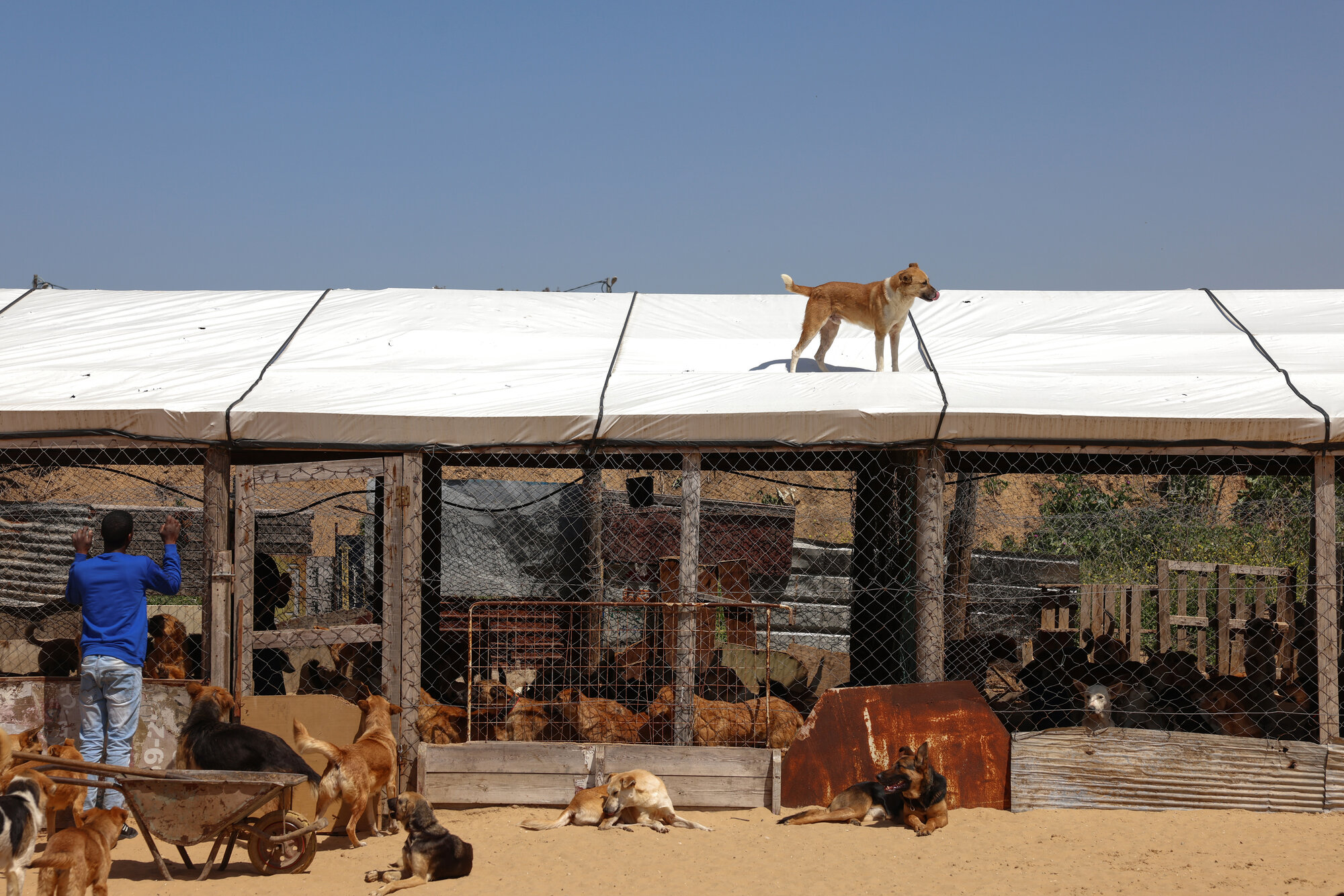 Gaza-_Animal_Shelter-_Anas_Baba_05.jpg