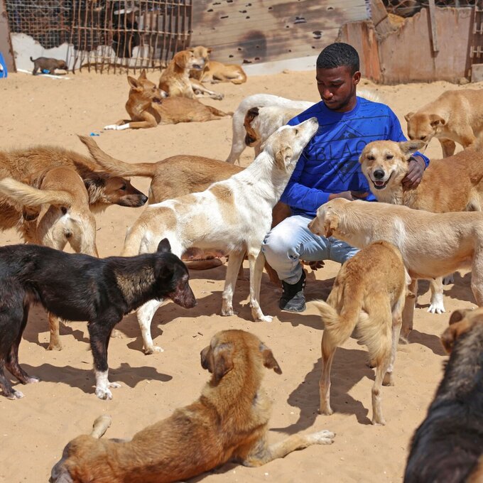 S_Gaza-Animal_Shelter-Anas_Baba_03_Mubar.jpg