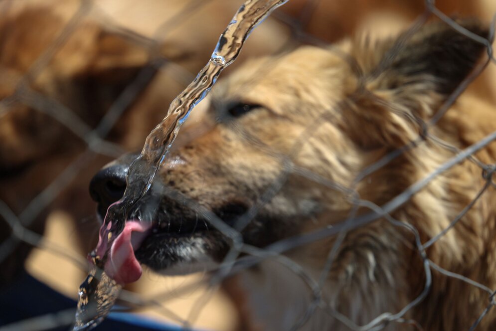 S_Gaza-Animal_Shelter-Anas_Baba_15_drink.jpg