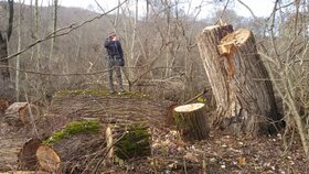 © Javid Gara 04_Deforestation_4.JPG