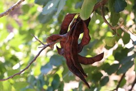 © TAYYŪN Research Studio Baybars_Jordan_1_Carob_TAYYUN_Research.JPG