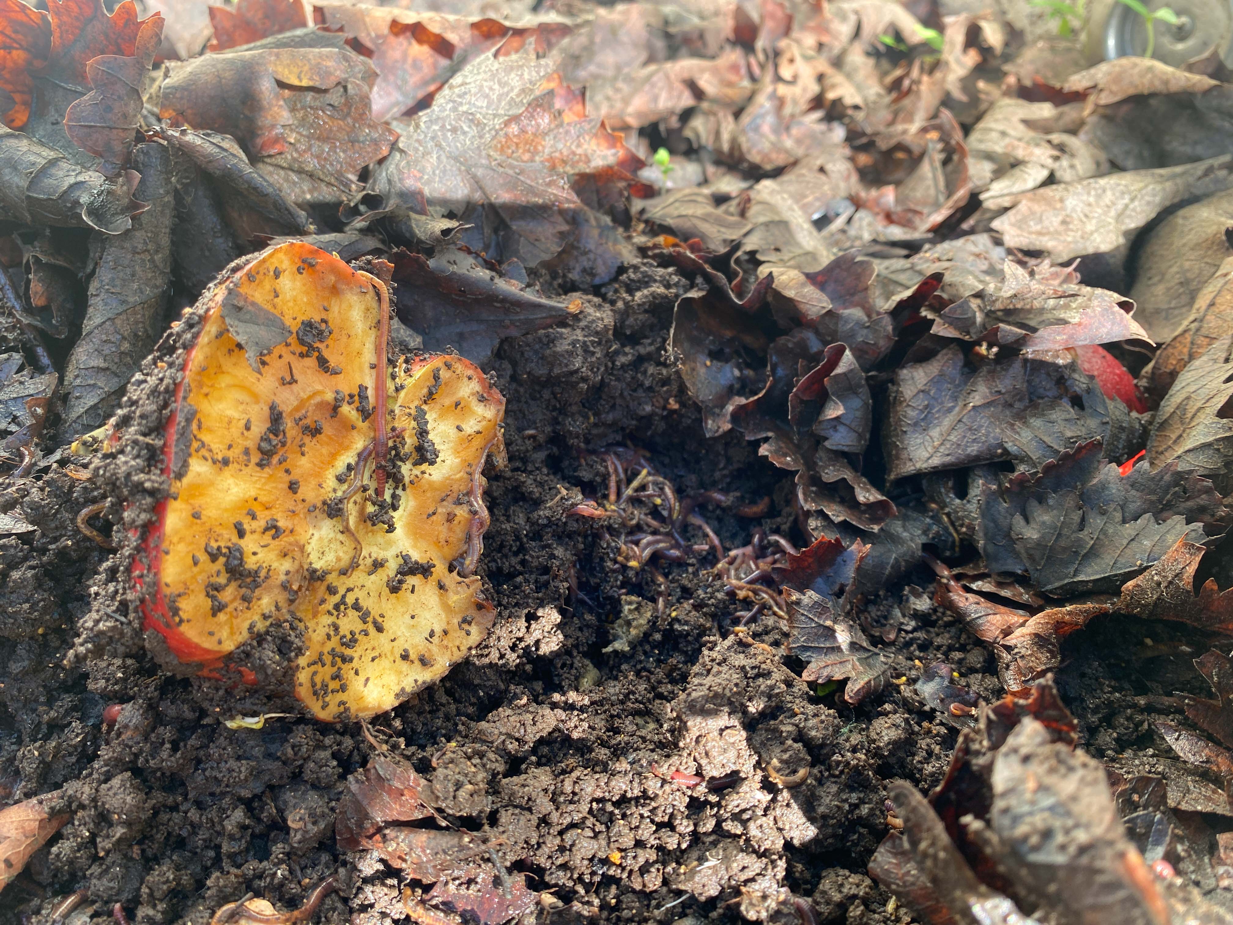 05._Compost-IMG_8164.jpg